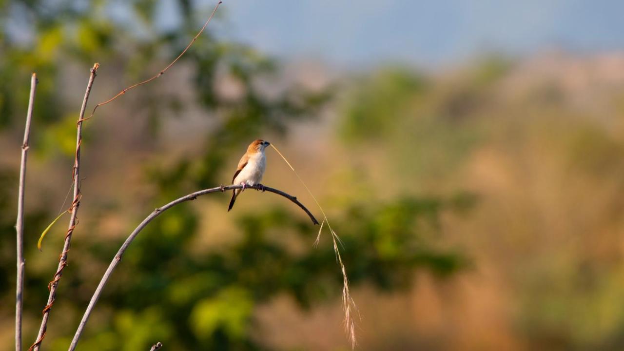 Dera Baghdarrah Nature Retreat Udaipur Kültér fotó