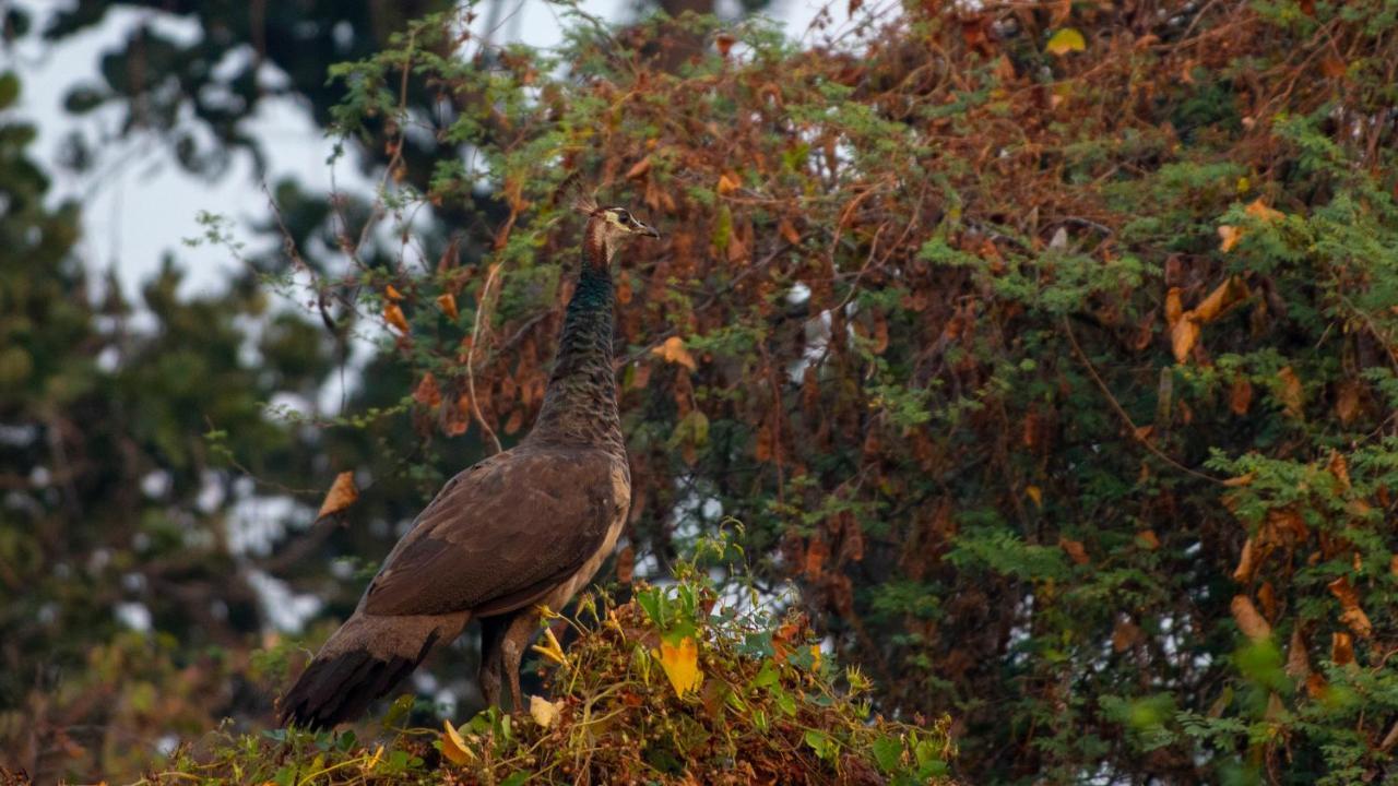Dera Baghdarrah Nature Retreat Udaipur Kültér fotó