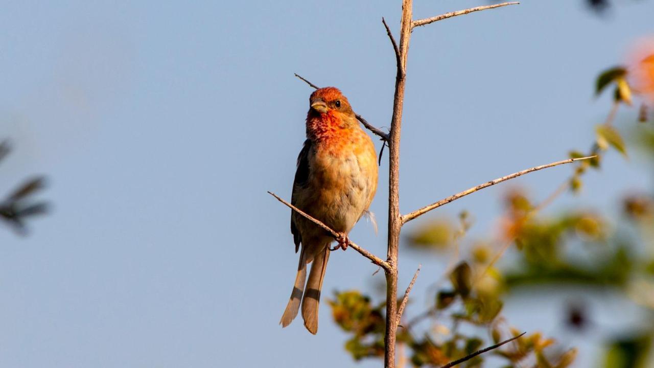 Dera Baghdarrah Nature Retreat Udaipur Kültér fotó