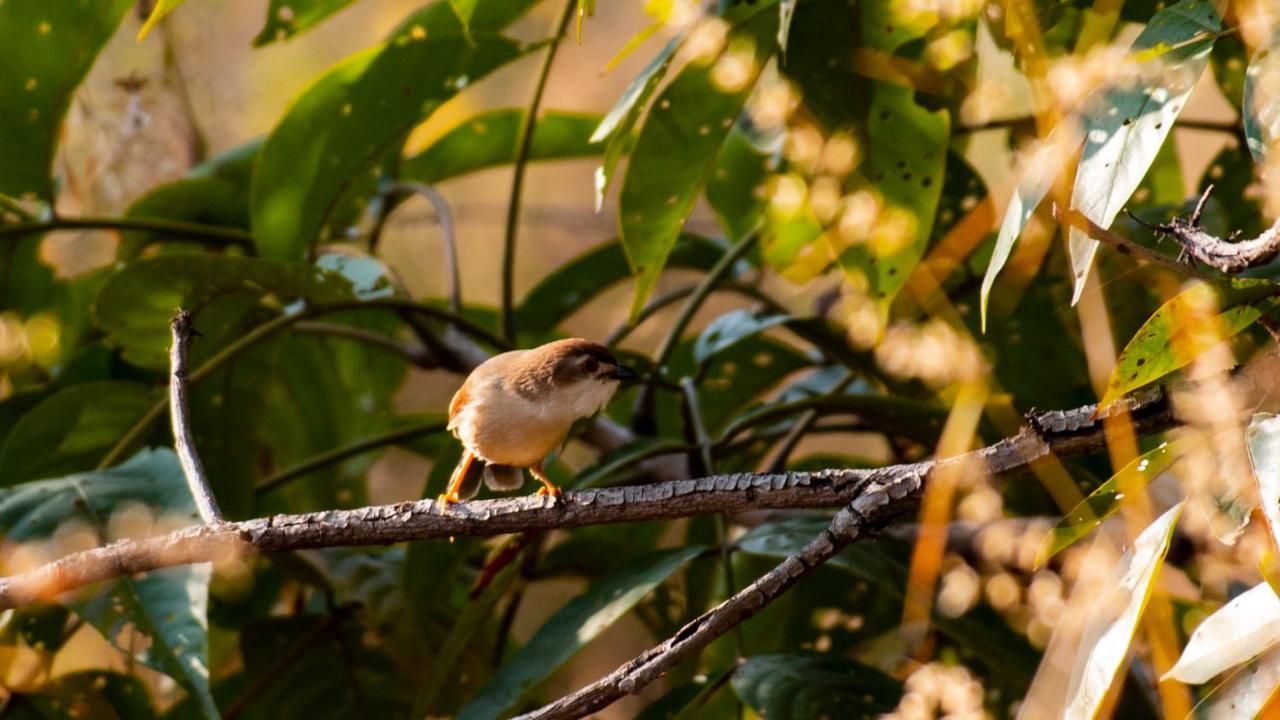 Dera Baghdarrah Nature Retreat Udaipur Kültér fotó