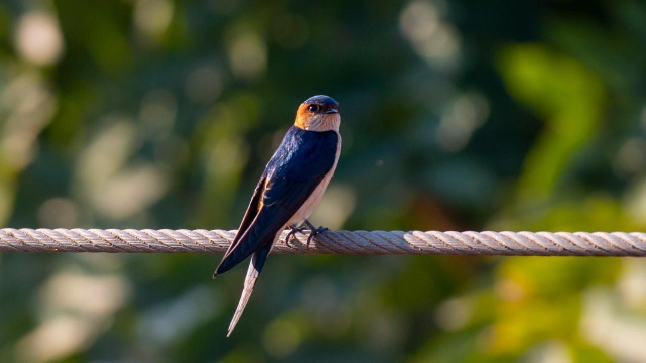 Dera Baghdarrah Nature Retreat Udaipur Kültér fotó