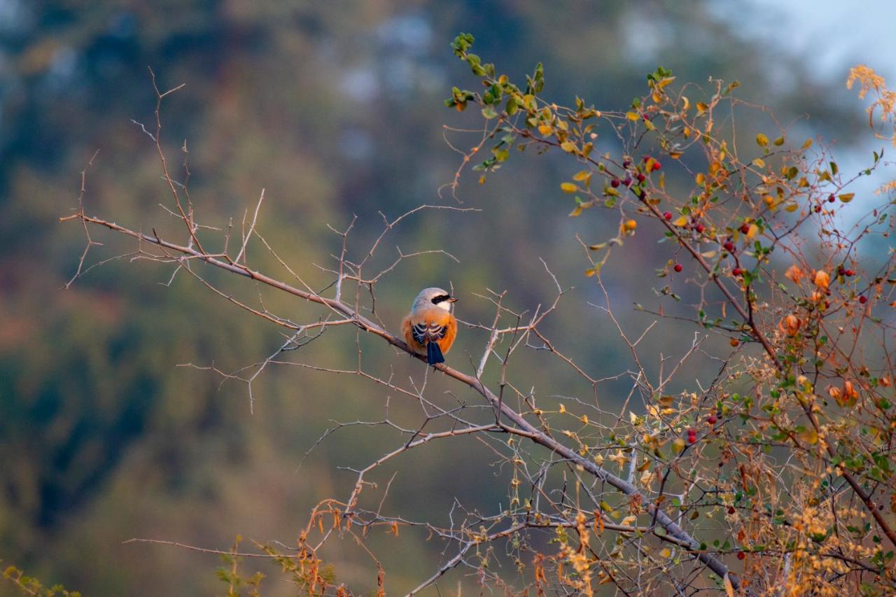 Dera Baghdarrah Nature Retreat Udaipur Kültér fotó