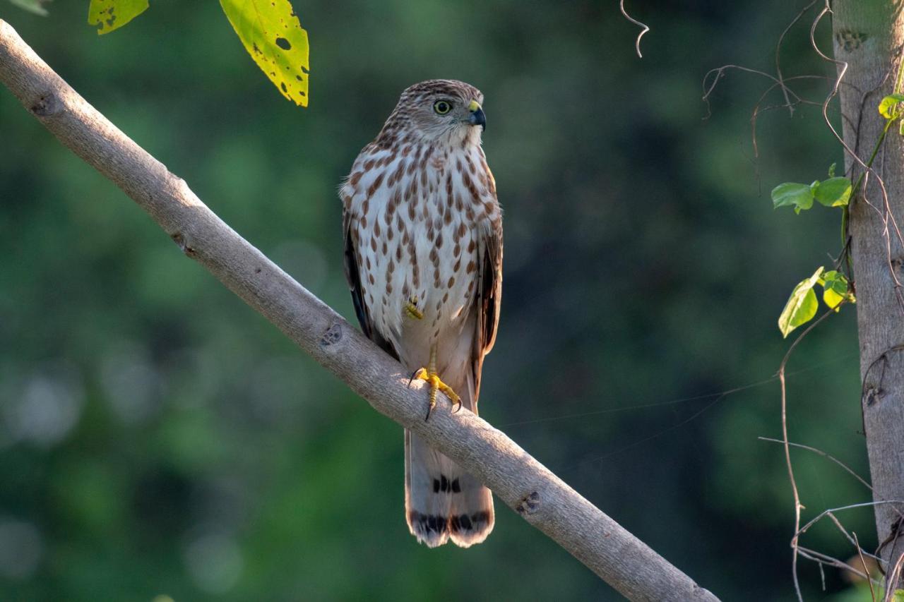 Dera Baghdarrah Nature Retreat Udaipur Kültér fotó